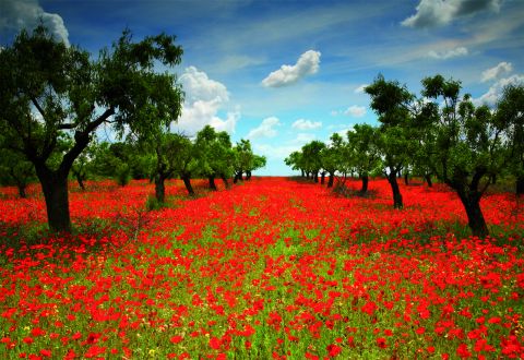 Poppy Field, 1000 brikker (1)