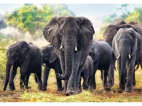 African Elephants - 1000 brikker (1)