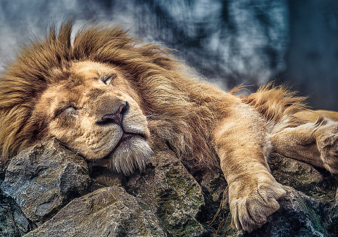 Sleeping Lion - 1000 brikker (2)