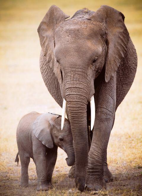 Elefant med Baby - 1000 brikker (2)