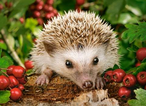 Hedgehog with Berries, 100 brikker (2)