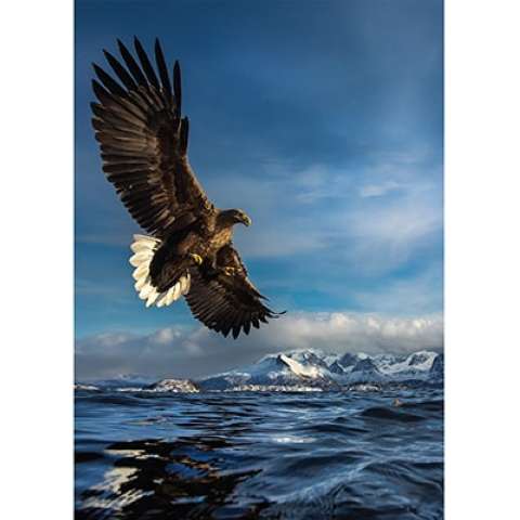 Hunting Eagle, 1000 brikker (2)