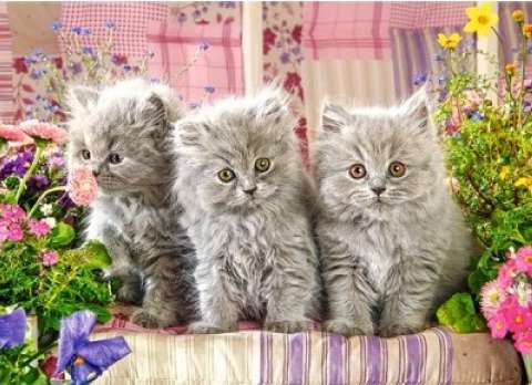 Three Grey Kittens - 300 brikker (2)